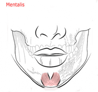 mentalis